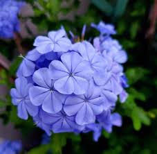 Attēlu rezultāti vaicājumam “Plumbaginaceae”