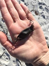 Image result for Haploblepharus pictus