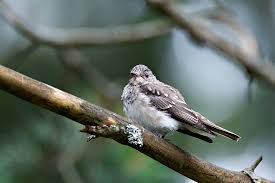 Attēlu rezultāti vaicājumam “Muscicapa striata juvenile”