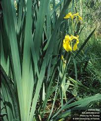 Attēlu rezultāti vaicājumam “Iris pseudacorus leaf”