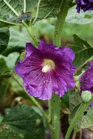 Image result for Alcea (althaea) rosea