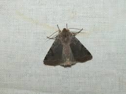 Attēlu rezultāti vaicājumam “Cerastis rubricosa”