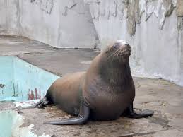 Image result for Eumetopias jubatus