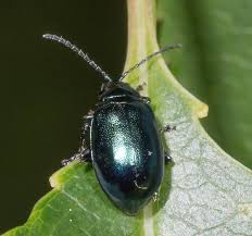 Attēlu rezultāti vaicājumam “Altica sp.”