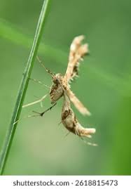 Attēlu rezultāti vaicājumam “Platyptilia sp.”