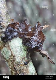 Attēlu rezultāti vaicājumam “Exidia truncata”