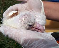 Image result for albatross dead chick