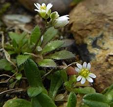Attēlu rezultāti vaicājumam “Erophila verna flower”