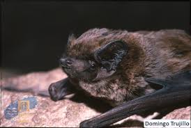 Attēlu rezultāti vaicājumam “Nyctalus leisleri”