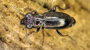 Attēlu rezultāti vaicājumam “Notiophilus palustris”