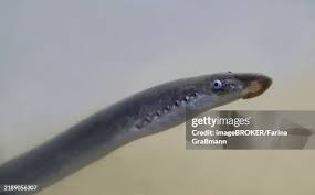 Image result for Lampetra fluviatilis