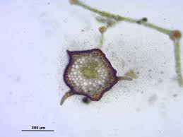 Attēlu rezultāti vaicājumam “Mnium lycopodioides”