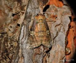 Attēlu rezultāti vaicājumam “Drepanidae”