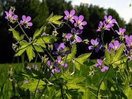 Attēlu rezultāti vaicājumam “Geranium sylvaticum leaf”
