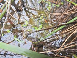 Attēlu rezultāti vaicājumam “Ricciocarpos natans”