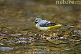 Attēlu rezultāti vaicājumam “Motacilla citreola male”