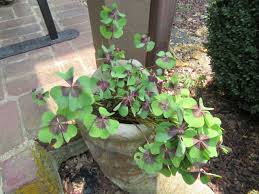 Attēlu rezultāti vaicājumam “Oxalidaceae”