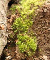 Attēlu rezultāti vaicājumam “Dicranales”