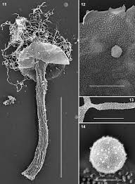 Attēlu rezultāti vaicājumam “Oligonema favogineum plasmodium”