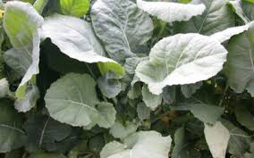 Attēlu rezultāti vaicājumam “Brassica napus”