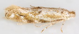 Attēlu rezultāti vaicājumam “Bucculatrix rhamniella”