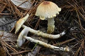 Attēlu rezultāti vaicājumam “Lophozia badensis sporophyte”