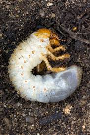 Attēlu rezultāti vaicājumam “larva”