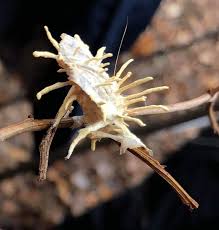 Attēlu rezultāti vaicājumam “Akanthomyces aculeatus”