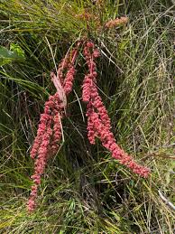 Attēlu rezultāti vaicājumam “Rumex aquaticus”