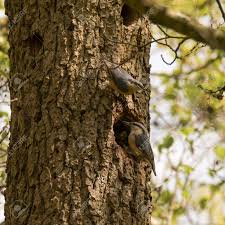 Attēlu rezultāti vaicājumam “Sitta europaea nest”