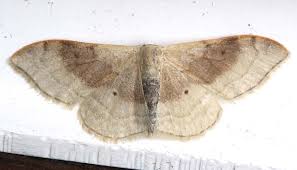 Attēlu rezultāti vaicājumam “Idaea straminata”
