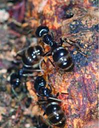 Attēlu rezultāti vaicājumam “Lasius fuliginosus”