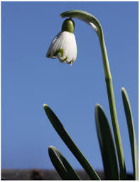 Attēlu rezultāti vaicājumam “Galanthus nivalis bud”
