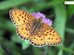 Attēlu rezultāti vaicājumam “Brenthis ino upperside”