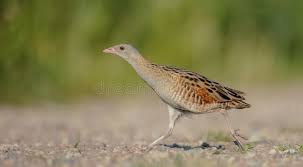 Image result for Crex crex