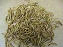 Mealworms for sale free shipping