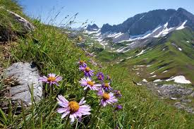 Image result for Aster amellus