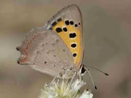 Attēlu rezultāti vaicājumam “Lycaena phlaeas male”