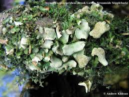 Attēlu rezultāti vaicājumam “Dermatocarpon luridum”