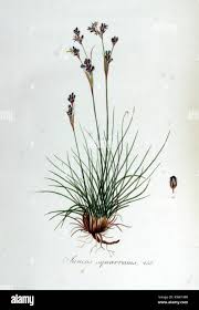 Attēlu rezultāti vaicājumam “Juncus squarrosus”