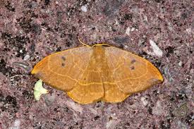 Attēlu rezultāti vaicājumam “Watsonalla binaria”