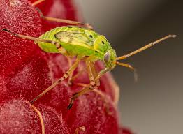 Attēlu rezultāti vaicājumam “Lygus nymph nymph”