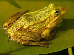 Attēlu rezultāti vaicājumam “Pelophylax”
