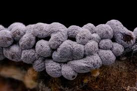 Attēlu rezultāti vaicājumam “Physarum cinereum macro”