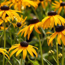Image result for Rudbeckia