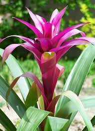 Картинки по запросу гусмания