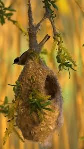 Attēlu rezultāti vaicājumam “Remiz pendulinus nest”