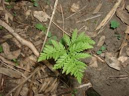 Attēlu rezultāti vaicājumam “Botrychium virginianum”