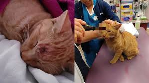 Image result for cat found