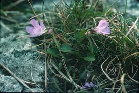 Attēlu rezultāti vaicājumam “Viola rupestris bud”